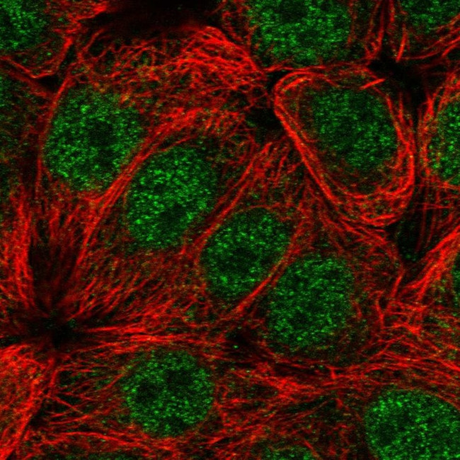 C1orf51 Antibody in Immunocytochemistry (ICC/IF)