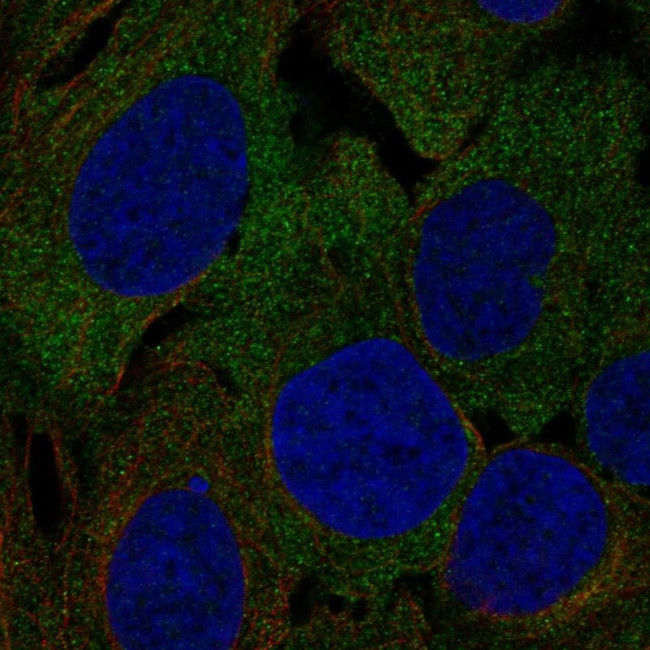 LRRC4C Antibody in Immunocytochemistry (ICC/IF)