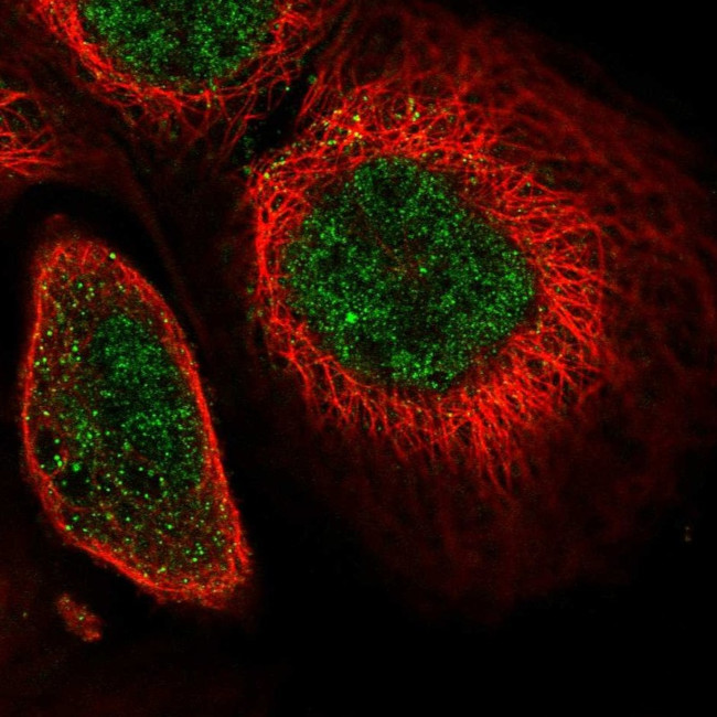 SOX13 Antibody in Immunocytochemistry (ICC/IF)