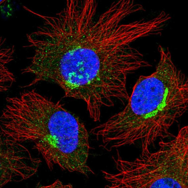 FKBP9 Antibody in Immunocytochemistry (ICC/IF)