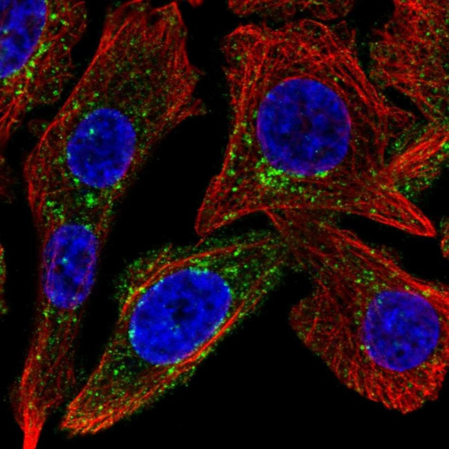 SPRY4 Antibody in Immunocytochemistry (ICC/IF)