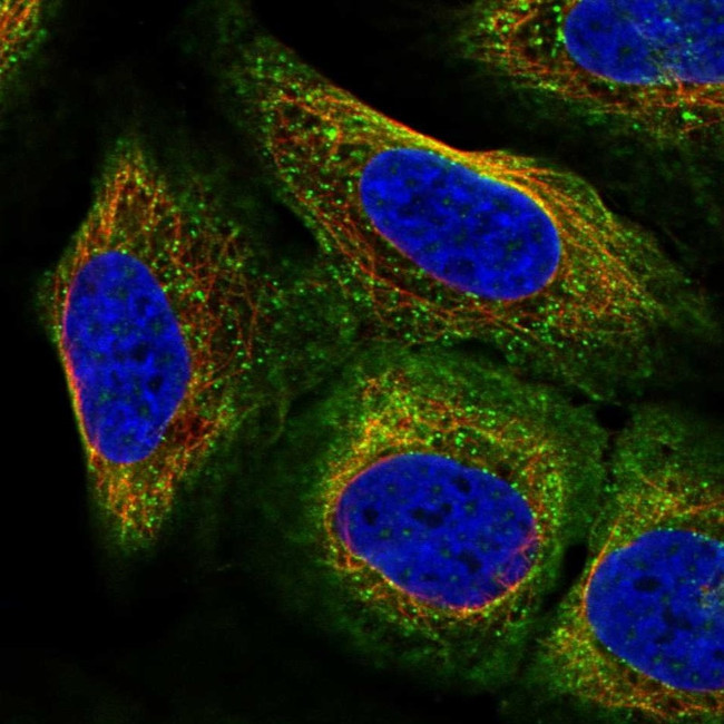 Arg3.1 Antibody in Immunocytochemistry (ICC/IF)