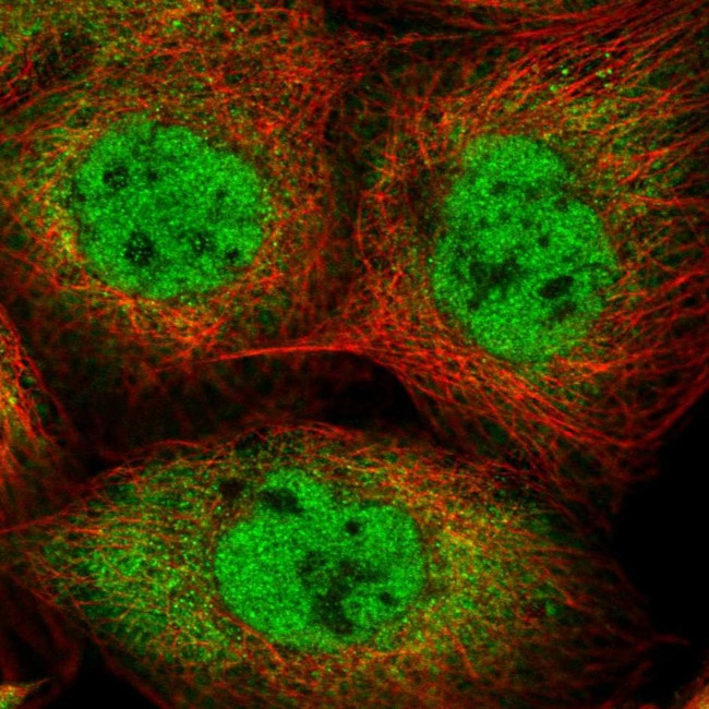 Importin 7 Antibody in Immunocytochemistry (ICC/IF)