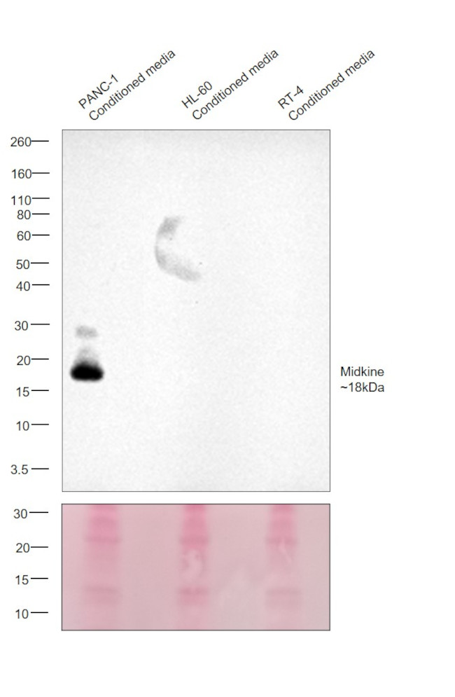 Midkine Antibody in Western Blot (WB)