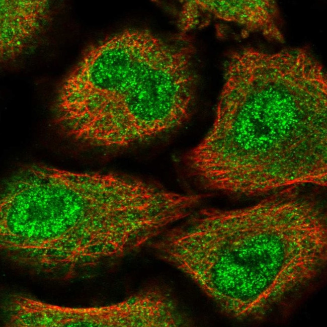 ZNF500 Antibody in Immunocytochemistry (ICC/IF)