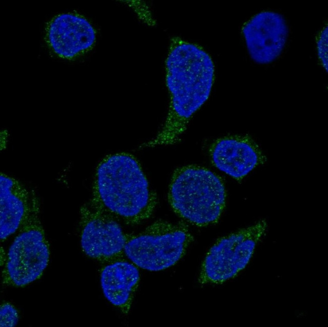 NCF4 Antibody in Immunocytochemistry (ICC/IF)