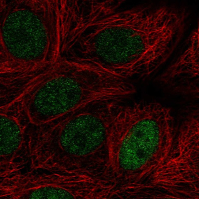 MAZ Antibody in Immunocytochemistry (ICC/IF)