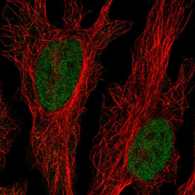 CLK2 Antibody in Immunocytochemistry (ICC/IF)