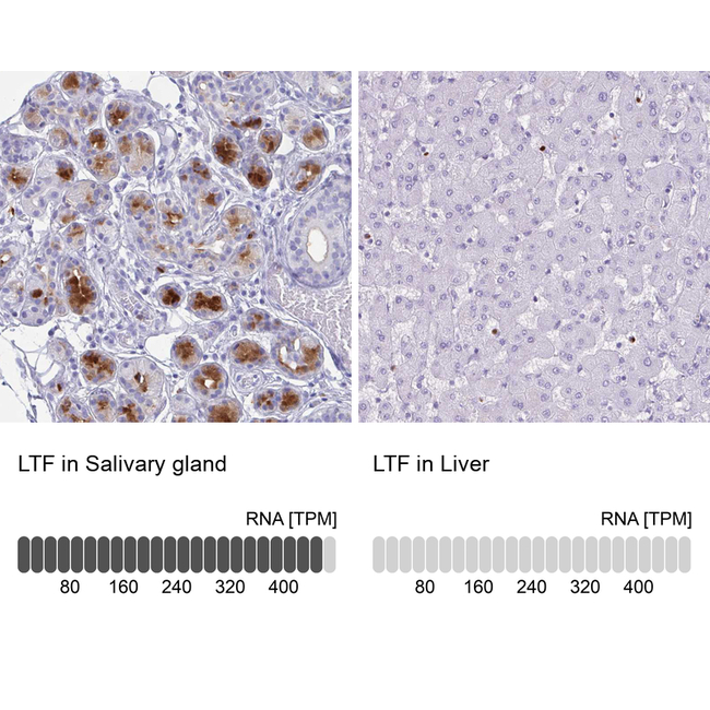 Lactoferrin Antibody in Immunohistochemistry (Paraffin) (IHC (P))
