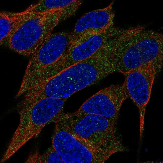 REG3A Antibody in Immunocytochemistry (ICC/IF)