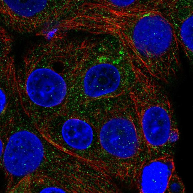 ICA1 Antibody in Immunocytochemistry (ICC/IF)