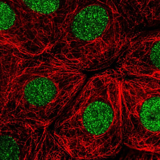 RITA1 Antibody in Immunocytochemistry (ICC/IF)