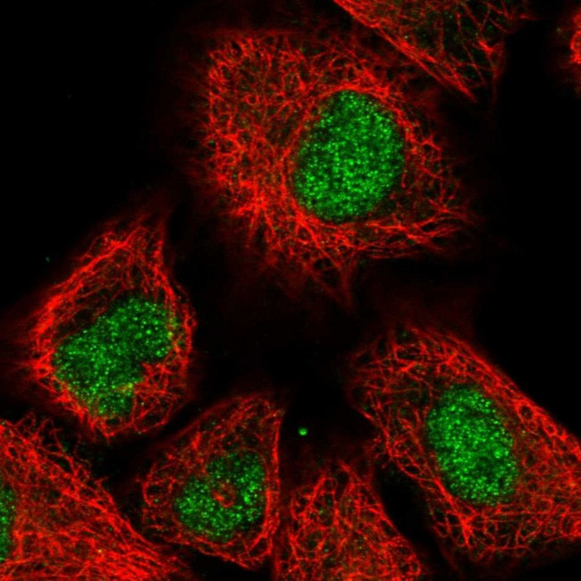 PHC3 Antibody in Immunocytochemistry (ICC/IF)