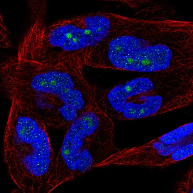 KappaB ras2 Antibody in Immunocytochemistry (ICC/IF)