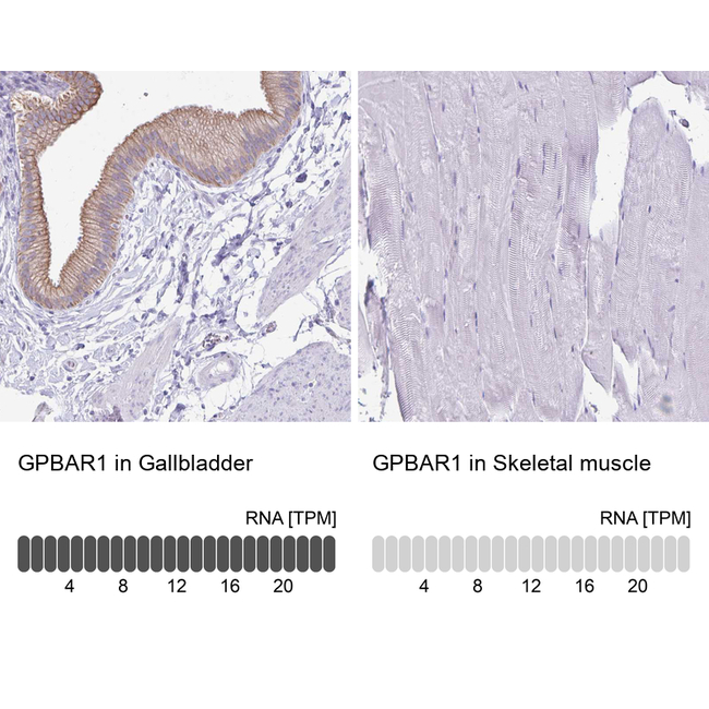 TGR5 Antibody in Immunohistochemistry (Paraffin) (IHC (P))