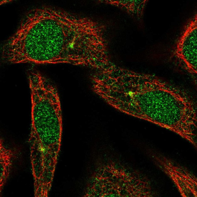 ARL3 Antibody in Immunocytochemistry (ICC/IF)