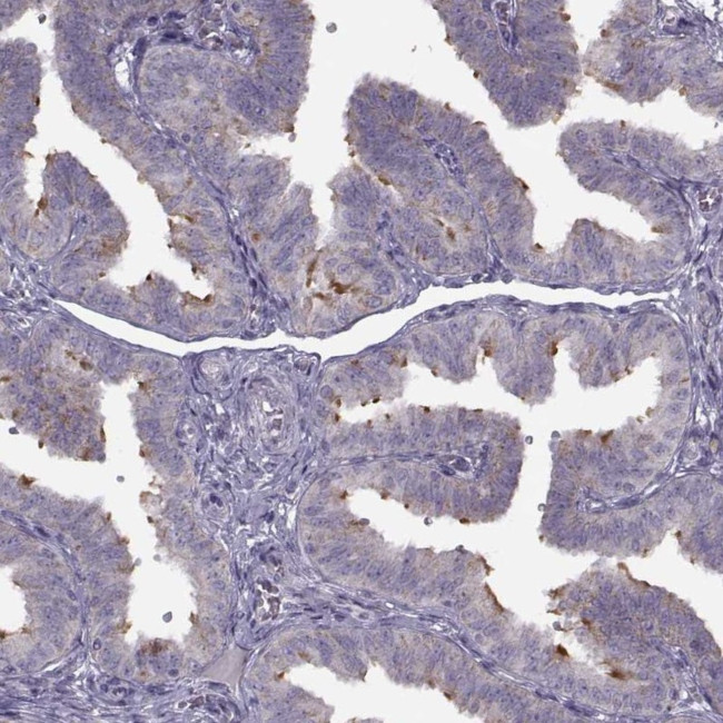 C9orf116 Antibody in Immunohistochemistry (Paraffin) (IHC (P))