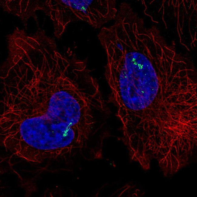 ROR gamma Antibody in Immunocytochemistry (ICC/IF)