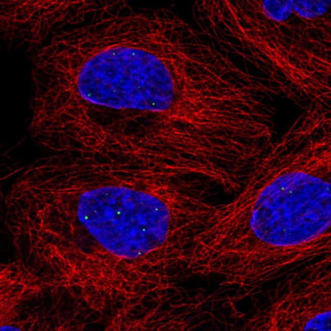 FBXL3 Antibody in Immunocytochemistry (ICC/IF)