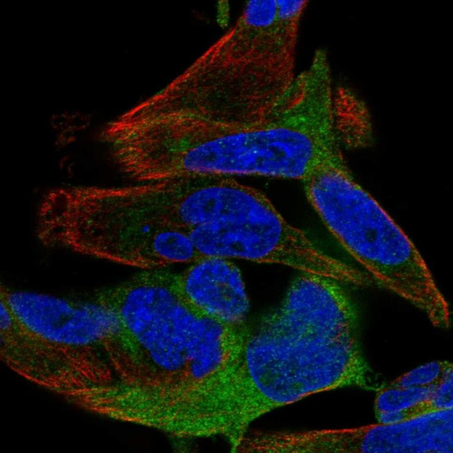 SPATS2 Antibody in Immunocytochemistry (ICC/IF)