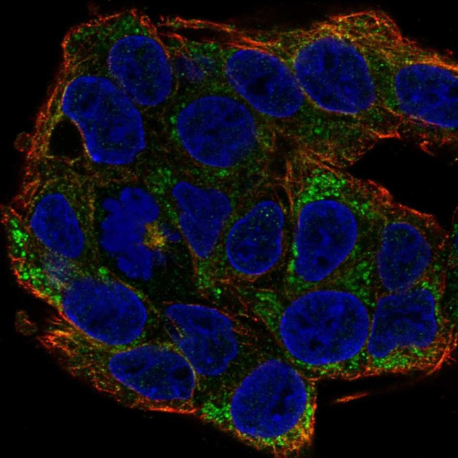 Ephrin A2 Antibody in Immunocytochemistry (ICC/IF)