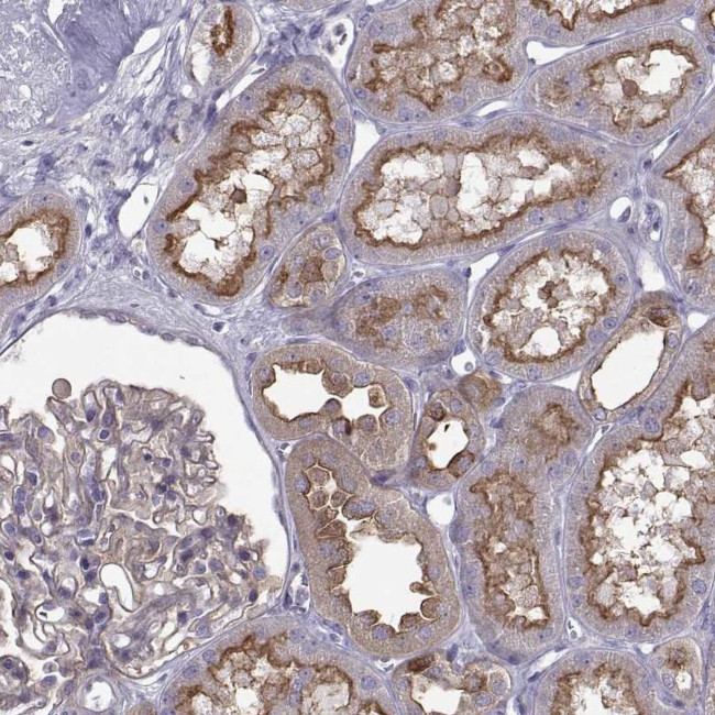 Arylsulfatase E Antibody in Immunohistochemistry (Paraffin) (IHC (P))