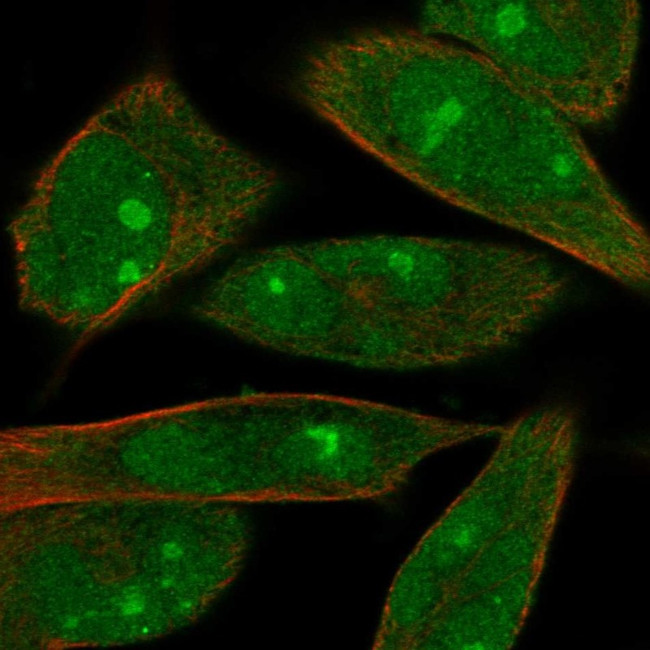 MOB1A Antibody in Immunocytochemistry (ICC/IF)