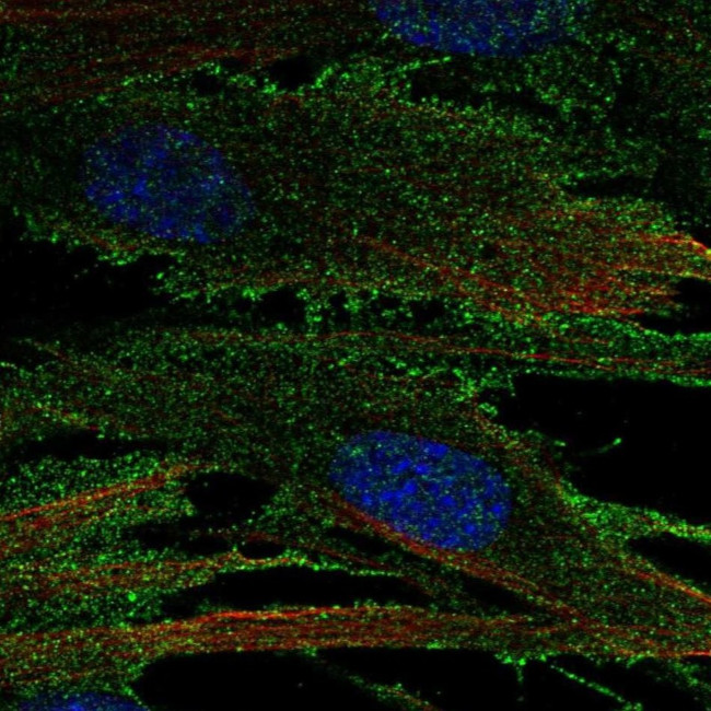 RECK Antibody in Immunocytochemistry (ICC/IF)