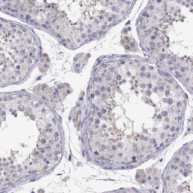 Oxytocin Antibody in Immunohistochemistry (Paraffin) (IHC (P))