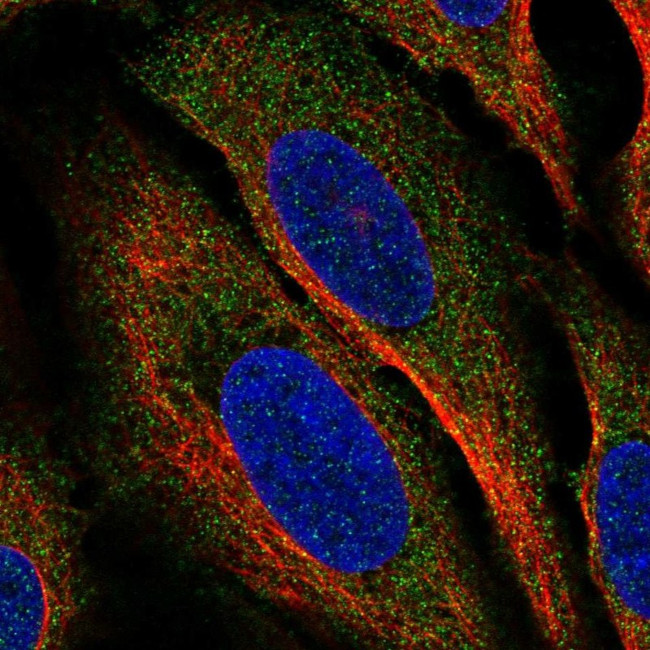 CLEC2A Antibody in Immunocytochemistry (ICC/IF)