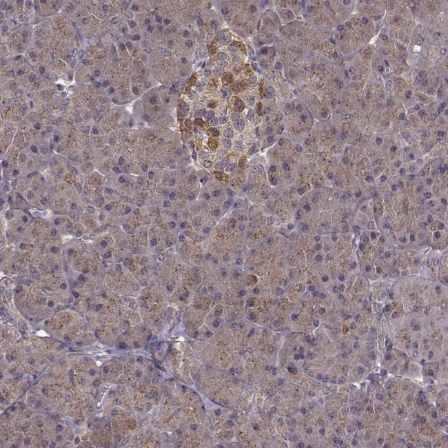 FNIP2 Antibody in Immunohistochemistry (Paraffin) (IHC (P))