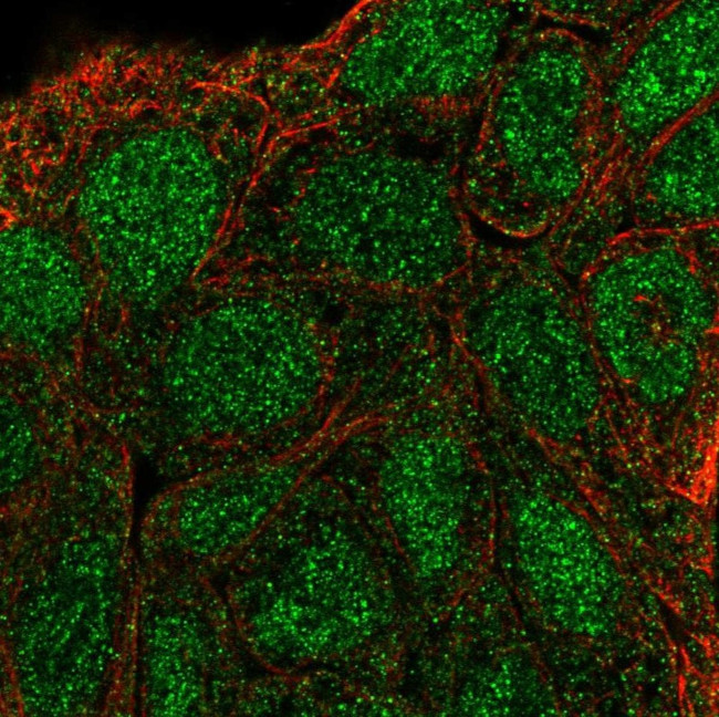 SHC3 Antibody in Immunocytochemistry (ICC/IF)