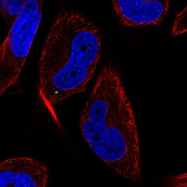MAP1LC3C Antibody in Immunocytochemistry (ICC/IF)