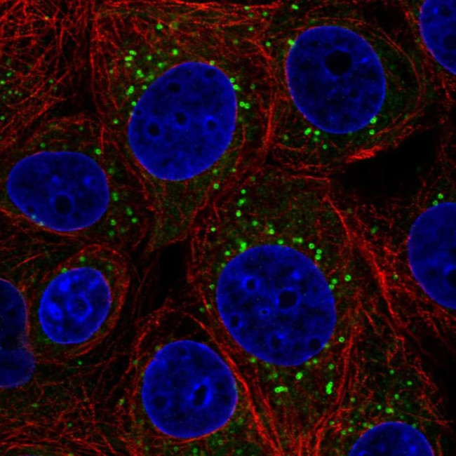 ETEA Antibody in Immunocytochemistry (ICC/IF)