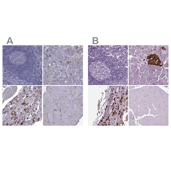 SCG5 Antibody in Immunohistochemistry (Paraffin) (IHC (P))