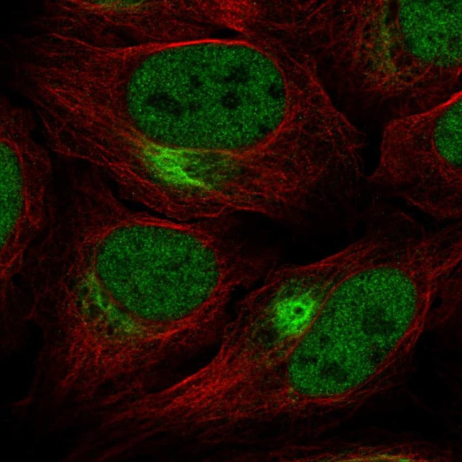 ZNF131 Antibody in Immunocytochemistry (ICC/IF)