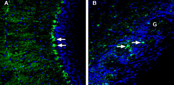 LRRC8A (extracellular) Antibody in Immunohistochemistry (Frozen) (IHC (F))