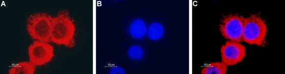 CLIC1 Antibody in Immunocytochemistry (ICC/IF)