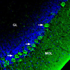 SERCA3 ATPase Antibody in Immunohistochemistry (Frozen) (IHC (F))