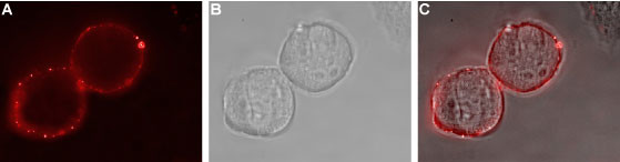 EphA1 (extracellular) Antibody in Immunocytochemistry (ICC/IF)