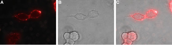 EphB1 (extracellular) Antibody in Immunocytochemistry (ICC/IF)