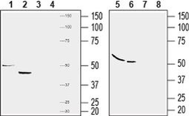 GPR120 (extracellular) Antibody in Western Blot (WB)