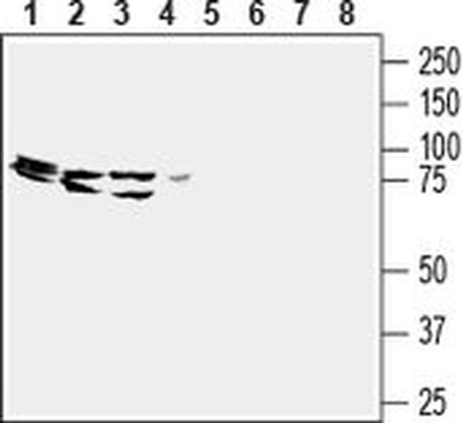 GPR43 (extracellular) Antibody in Western Blot (WB)