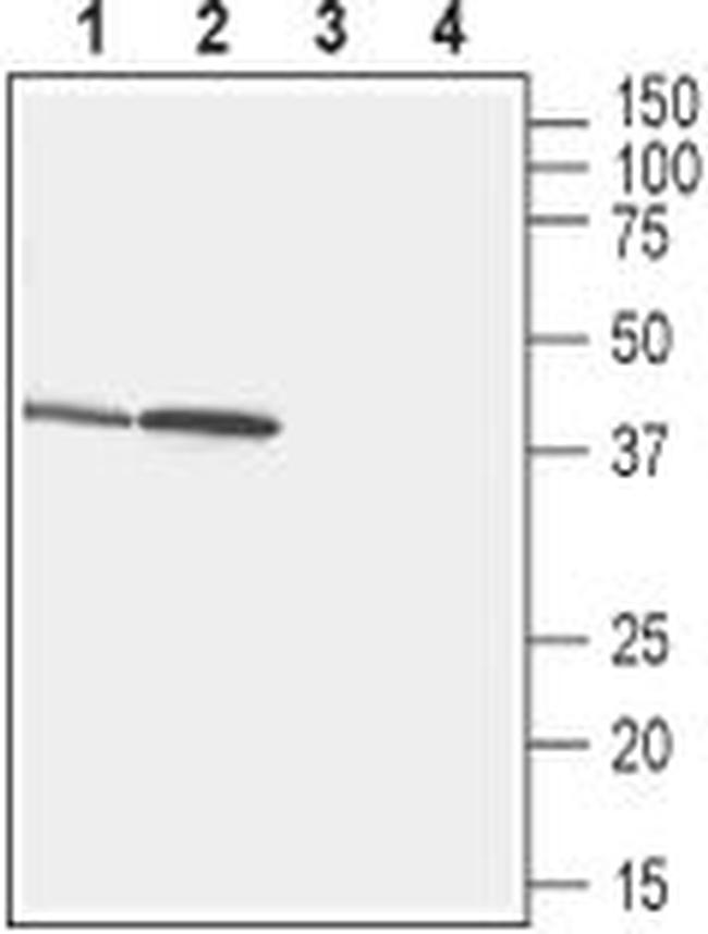 GPR43 Antibody in Western Blot (WB)
