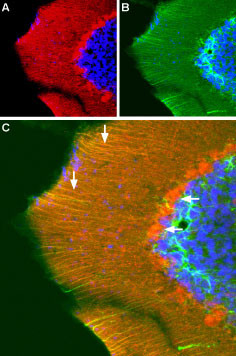 GluR3 (extracellular) Antibody in Immunohistochemistry (Frozen) (IHC (F))