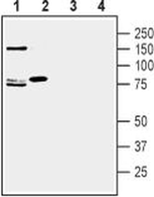 SLC1A7 (extracellular) Antibody in Western Blot (WB)