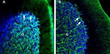 NETO2 (extracellular) Antibody in Immunohistochemistry (Frozen) (IHC (F))