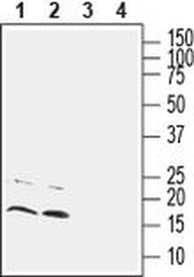 CNIH2/CNIH3 (extracellular) Antibody in Western Blot (WB)