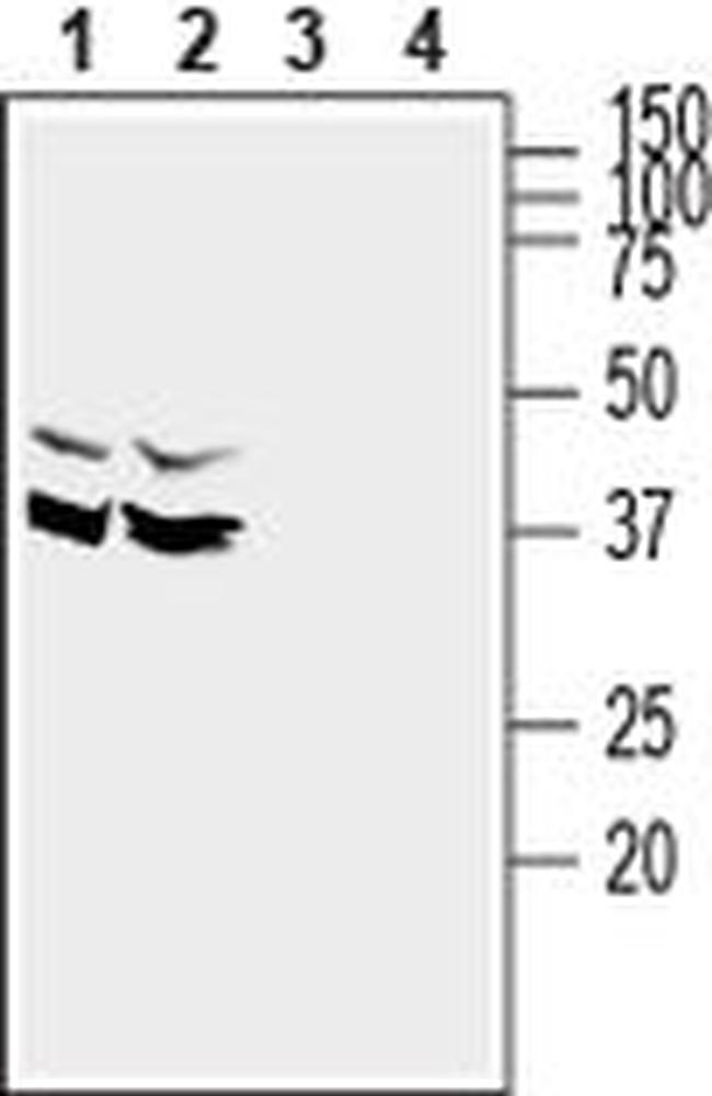 SYNDIG1 Antibody in Western Blot (WB)