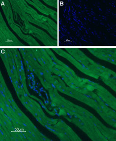 CaV1.2 Antibody in Immunohistochemistry (Paraffin) (IHC (P))